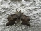 Filename : image~111.jpeg
Filesize : 506KB
Dimensions : 1750x1312
Date added : Jul 06, 2016 image~111.jpeg