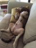 Filename : image~317.jpg
Filesize : 895KB
Dimensions : 1536x2048
Date added : Dec 11, 2015 image~317.jpg