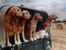Filename : dogs.jpg
Filesize : 130KB
Dimensions : 857x644
Date added : Mar 25, 2014 dogs.jpg