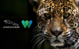 Filename : jaguar_64pguRS.png
Filesize : 360KB
Dimensions : 600x375
Date added : Nov 27, 2020 jaguar_64pguRS.png