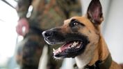 skynews-coronavirus-sniffer-dogs_5260451.jpg