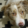 Filename : GEO_5053.jpg
Filesize : 3368KB
Dimensions : 1750x1750
Date added : Nov 30, 2023 GEO_5053.jpg