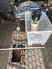 Filename : IMG_6423.JPG
Filesize : 1197KB
Dimensions : 1750x2333
Date added : Sep 04, 2021 IMG_6423.JPG