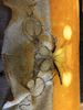 Filename : IMG_7674.JPG
Filesize : 1176KB
Dimensions : 1750x2333
Date added : Dec 29, 2021 IMG_7674.JPG