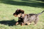 Filename : Herbie.jpg
Filesize : 259KB
Dimensions : 1296x864
Date added : Aug 17, 2013 Herbie.jpg