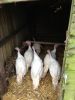 Filename : crimbo turkeys 002.JPG
Filesize : 1464KB
Dimensions : 2448x3264
Date added : Sep 17, 2013 crimbo turkeys 002.JPG