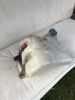 Filename : 3E7C6A57-EC9E-4F79-BE50-9423484154A5.jpeg
Filesize : 814KB
Dimensions : 1750x2333
Date added : Dec 31, 2017 3E7C6A57-EC9E-4F79-BE50-9423484154A5.jpeg