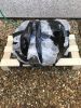 Filename : IMG_6674.JPG
Filesize : 1339KB
Dimensions : 1750x2333
Date added : Jan 22, 2017 IMG_6674.JPG