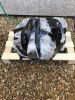 Filename : IMG_6675.JPG
Filesize : 1334KB
Dimensions : 1750x2333
Date added : Jan 22, 2017 IMG_6675.JPG