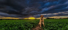 Filename : 20220525_201227.jpg
Filesize : 644KB
Dimensions : 1750x788
Date added : May 25, 2022 20220525_201227.jpg