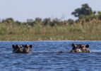 Filename : IMG_4077.jpg
Filesize : 615KB
Dimensions : 1750x1218
Date added : Feb 15, 2025 IMG_4077.jpg