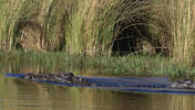 Filename : IMG_4147-2.jpg
Filesize : 1041KB
Dimensions : 1750x993
Date added : Feb 15, 2025 IMG_4147-2.jpg