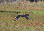 Filename : IMG_4241.jpg
Filesize : 530KB
Dimensions : 1750x1228
Date added : Feb 15, 2025 IMG_4241.jpg