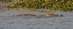 Filename : IMG_4604-11.jpg
Filesize : 454KB
Dimensions : 1500x607
Date added : Aug 21, 2018 IMG_4604-11.jpg