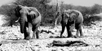 Filename : sIMG_2957bw.jpg
Filesize : 493KB
Dimensions : 1500x744
Date added : Aug 15, 2016 sIMG_2957bw.jpg