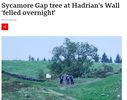 Filename : tree.jpg
Filesize : 124KB
Dimensions : 844x663
Date added : Sep 28, 2023 tree.jpg