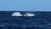 Filename : w3a.jpg
Filesize : 93KB
Dimensions : 887x511
Date added : Jun 09, 2016 w3a.jpg