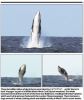 Filename : whaledef2.jpg
Filesize : 73KB
Dimensions : 485x575
Date added : Jan 03, 2018 whaledef2.jpg