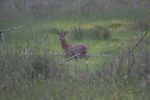 Filename : IMG_4672g.JPG
Filesize : 4189KB
Dimensions : 3888x2592
Date added : Jun 05, 2013 IMG_4672g.JPG