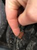 Filename : IMG_1007~1.JPG
Filesize : 500KB
Dimensions : 1536x2048
Date added : Jan 15, 2017 IMG_1007~1.JPG