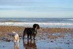 Filename : DSC_0418.JPG
Filesize : 137KB
Dimensions : 800x532
Date added : Dec 01, 2013 DSC_0418.JPG