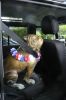Filename : image~8.jpg
Filesize : 256KB
Dimensions : 1280x1920
Date added : Sep 07, 2013 image~8.jpg