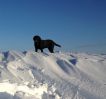 Filename : Legend in Snow v3.jpg
Filesize : 191KB
Dimensions : 898x846
Date added : Dec 27, 2014 Legend in Snow v3.jpg
