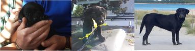 Filename : 448.jpg
Filesize : 179KB
Dimensions : 1750x458
Date added : May 31, 2017 448.jpg