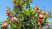Filename : NC17.jpg
Filesize : 1115KB
Dimensions : 1750x984
Date added : Sep 12, 2018 NC17.jpg
