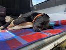 Filename : Y43.JPG
Filesize : 675KB
Dimensions : 1750x1313
Date added : Jun 27, 2022 Y43.JPG
