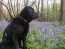 Filename : bluebells.jpg
Filesize : 2518KB
Dimensions : 3264x2448
Date added : Nov 01, 2015 bluebells.jpg