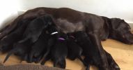 Filename : labrador-puppies litter.jpg
Filesize : 54KB
Dimensions : 760x396
Date added : Nov 10, 2016 labrador-puppies litter.jpg