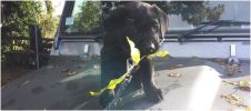 Filename : myla.JPG
Filesize : 68KB
Dimensions : 854x377
Date added : Feb 21, 2017 myla.JPG