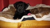 Filename : myla_sbed.jpg
Filesize : 329KB
Dimensions : 1750x984
Date added : Nov 10, 2016 myla_sbed.jpg