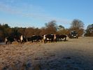 Filename : DSC_0396~0.JPG
Filesize : 808KB
Dimensions : 1750x1313
Date added : Jan 24, 2019 DSC_0396~0.JPG