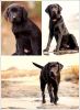 Filename : 2014-03-31_001.jpg
Filesize : 195KB
Dimensions : 800x1093
Date added : Mar 31, 2014 2014-03-31_001.jpg