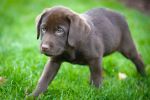 Filename : DSC_3231low rez.jpg
Filesize : 281KB
Dimensions : 1200x798
Date added : Oct 28, 2014 DSC_3231low rez.jpg