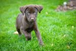 Filename : DSC_3320low rez.jpg
Filesize : 341KB
Dimensions : 1200x798
Date added : Oct 28, 2014 DSC_3320low rez.jpg