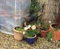 Bert gardening~0.jpg