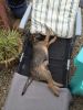 Filename : bert longer.jpg
Filesize : 152KB
Dimensions : 720x960
Date added : Nov 14, 2016 bert longer.jpg