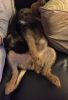Filename : bert sleeping.jpg
Filesize : 93KB
Dimensions : 654x960
Date added : Nov 14, 2016 bert sleeping.jpg