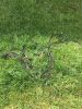 Filename : IMG_6701.JPG
Filesize : 1751KB
Dimensions : 1512x2016
Date added : May 25, 2017 IMG_6701.JPG