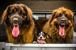 Filename : 14A0A07B-D863-4E2F-8324-D4B7A8AB7376.jpeg
Filesize : 339KB
Dimensions : 1750x1167
Date added : Apr 02, 2019 14A0A07B-D863-4E2F-8324-D4B7A8AB7376.jpeg