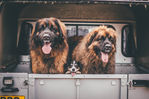 Filename : 19AF4456-2C64-43EE-9C19-1AC55B61D06F.jpeg
Filesize : 525KB
Dimensions : 1750x1167
Date added : Apr 02, 2019 19AF4456-2C64-43EE-9C19-1AC55B61D06F.jpeg