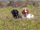 Filename : Pip and Tess May 2018 - 1.jpg
Filesize : 1244KB
Dimensions : 1750x1313
Date added : Jul 04, 2018 Pip and Tess May 2018 - 1.jpg