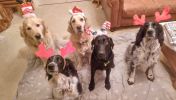 Filename : image~10.jpeg
Filesize : 272KB
Dimensions : 2048x1158
Date added : Dec 25, 2015 image~10.jpeg