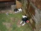 Filename : image~6.jpeg
Filesize : 2385KB
Dimensions : 3072x2304
Date added : Nov 16, 2015 image~6.jpeg