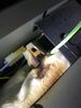 Filename : 81299E44-1EED-4873-B6DE-ED9A26561479.jpeg
Filesize : 1127KB
Dimensions : 1750x2333
Date added : Jan 05, 2021 81299E44-1EED-4873-B6DE-ED9A26561479.jpeg