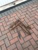 Filename : 4F11E25E-3309-4165-8F26-844AD3BC931E.jpeg
Filesize : 2281KB
Dimensions : 1750x2333
Date added : Jun 30, 2021 4F11E25E-3309-4165-8F26-844AD3BC931E.jpeg
