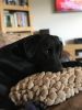 Filename : AF6F070F-4065-463D-A786-08D2F00193C0.jpeg
Filesize : 794KB
Dimensions : 1536x2048
Date added : Jan 06, 2019 AF6F070F-4065-463D-A786-08D2F00193C0.jpeg
